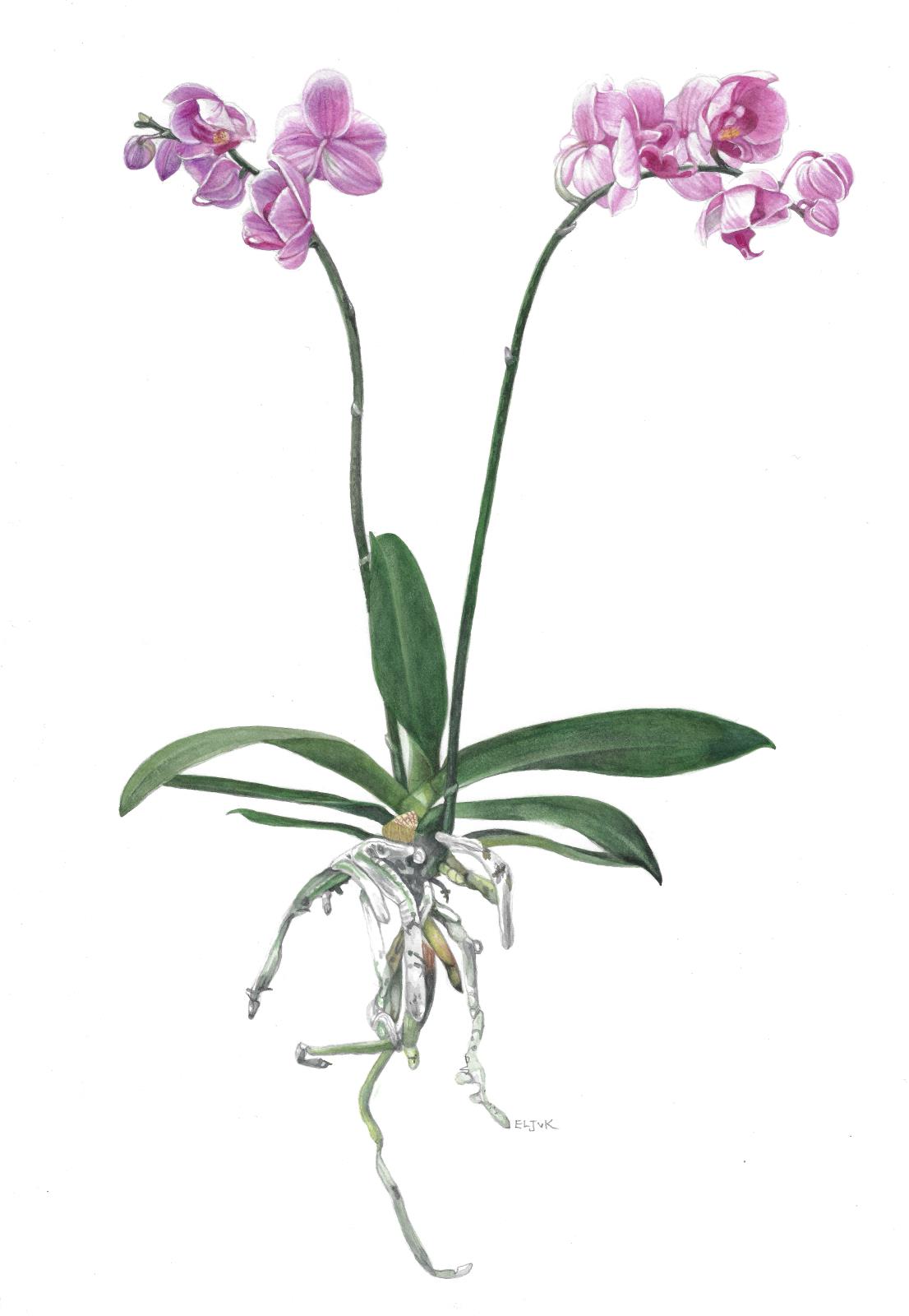 Phalaenopsis I